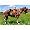 Image 1 : Little King Pepto (King) - 2018 APHA #1,163,938 Red Roan Tobiano Gelding