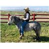 Image 1 : Pepper - 2018 Pony Grey Gelding