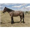 Image 1 : Archie - 44124 Brabant X Bay Roan Stallion