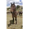 Image 3 : Archie - 44124 Brabant X Bay Roan Stallion