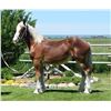 Image 1 : Rocky - 2021 Belgian Sorrel Stud