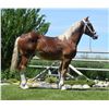 Image 2 : Rocky - 2021 Belgian Sorrel Stud