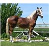 Image 3 : Rocky - 2021 Belgian Sorrel Stud