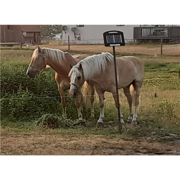 Aktion Hof (Shawn) - 2008 Halflinger #30282-08 Chestnut Gelding