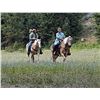 Image 2 : Aktion Hof (Shawn) - 2008 Halflinger #30282-08 Chestnut Gelding