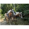 Image 3 : Aktion Hof (Shawn) - 2008 Halflinger #30282-08 Chestnut Gelding