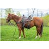 Image 1 : Ser Santee Olena (Red) - 2017 AQHA #5817688 Sorrel Gelding