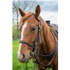 Image 2 : Ser Santee Olena (Red) - 2017 AQHA #5817688 Sorrel Gelding