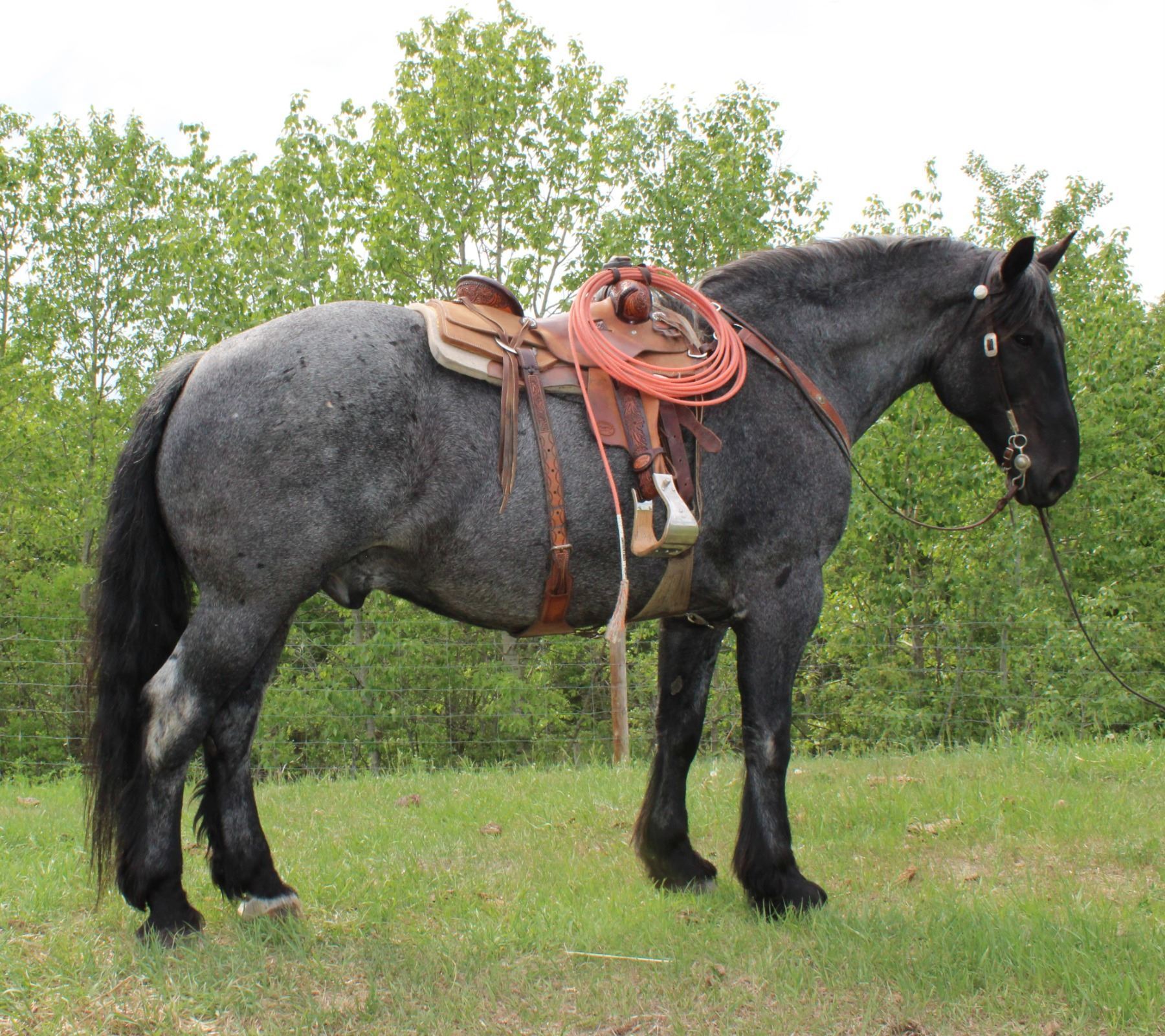 Blue 2010 Brabant x Percheron x QH Blue Roan Gelding