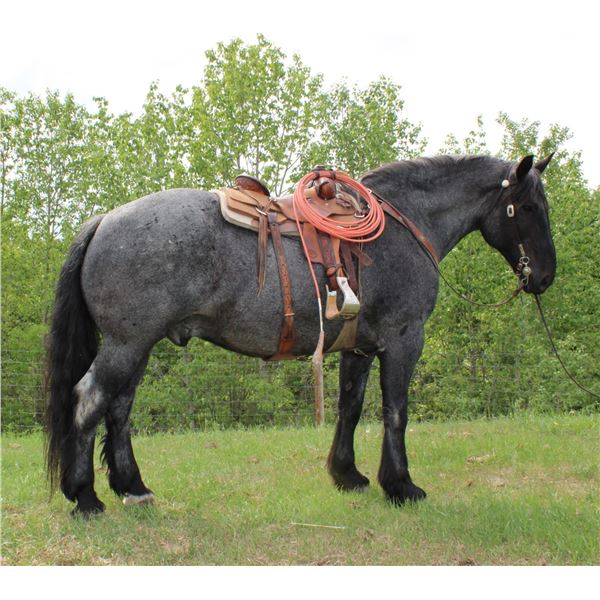 Blue - 2010 Brabant x Percheron x QH Blue Roan Gelding