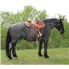 Image 1 : Blue - 2010 Brabant x Percheron x QH Blue Roan Gelding