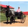 Image 2 : Blue - 2010 Brabant x Percheron x QH Blue Roan Gelding