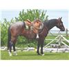 Image 1 : Banjo - 2016 QH Bay Roan Gelding