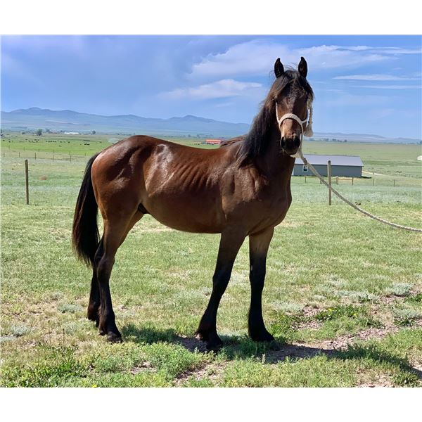 Yoder's Banjo - 2021 Friesian Sport Horse Bay Gelding