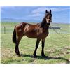 Image 1 : Yoder's Banjo - 2021 Friesian Sport Horse Bay Gelding