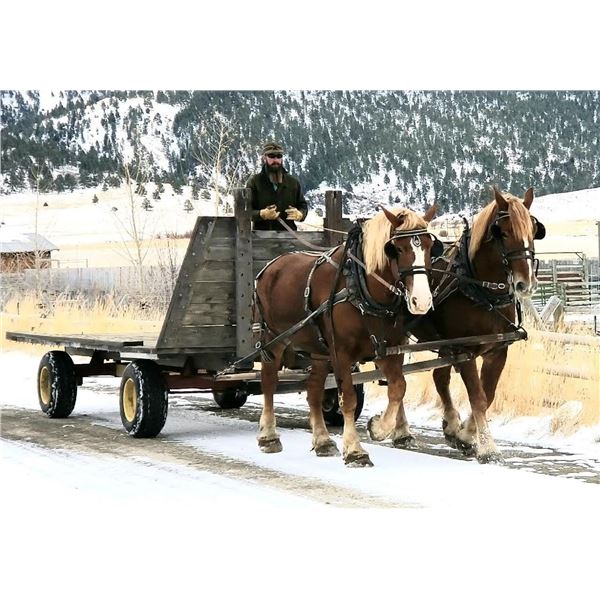 Duke - 2010 Belgian Sorrel Gelding