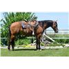 Image 1 : EZ Gemstone - 2018 AQHA #5905280 Dun Gelding
