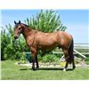 Image 3 : EZ Gemstone - 2018 AQHA #5905280 Dun Gelding