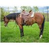 Image 1 : Borregos Nugget (Skeeter) - 2015 AQHA #5732574 Bay Gelding