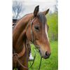 Image 2 : Borregos Nugget (Skeeter) - 2015 AQHA #5732574 Bay Gelding
