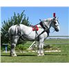 Image 1 : Prince -  Percheron Grey Gelding