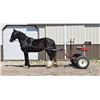 Image 1 : Magic - 2019 Percheron x Shire Black Mare