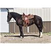Image 2 : Magic - 2019 Percheron x Shire Black Mare