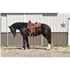 Image 3 : Magic - 2019 Percheron x Shire Black Mare