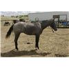 Image 1 : Huck - 2019 AQHA Blue Roan Gelding