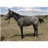 Image 2 : Huck - 2019 AQHA Blue Roan Gelding