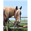 Image 2 : Ruby - 2017 Pony Sorrel Mare