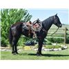 Image 1 : Nicole - 2018 Percheron X Black Mare