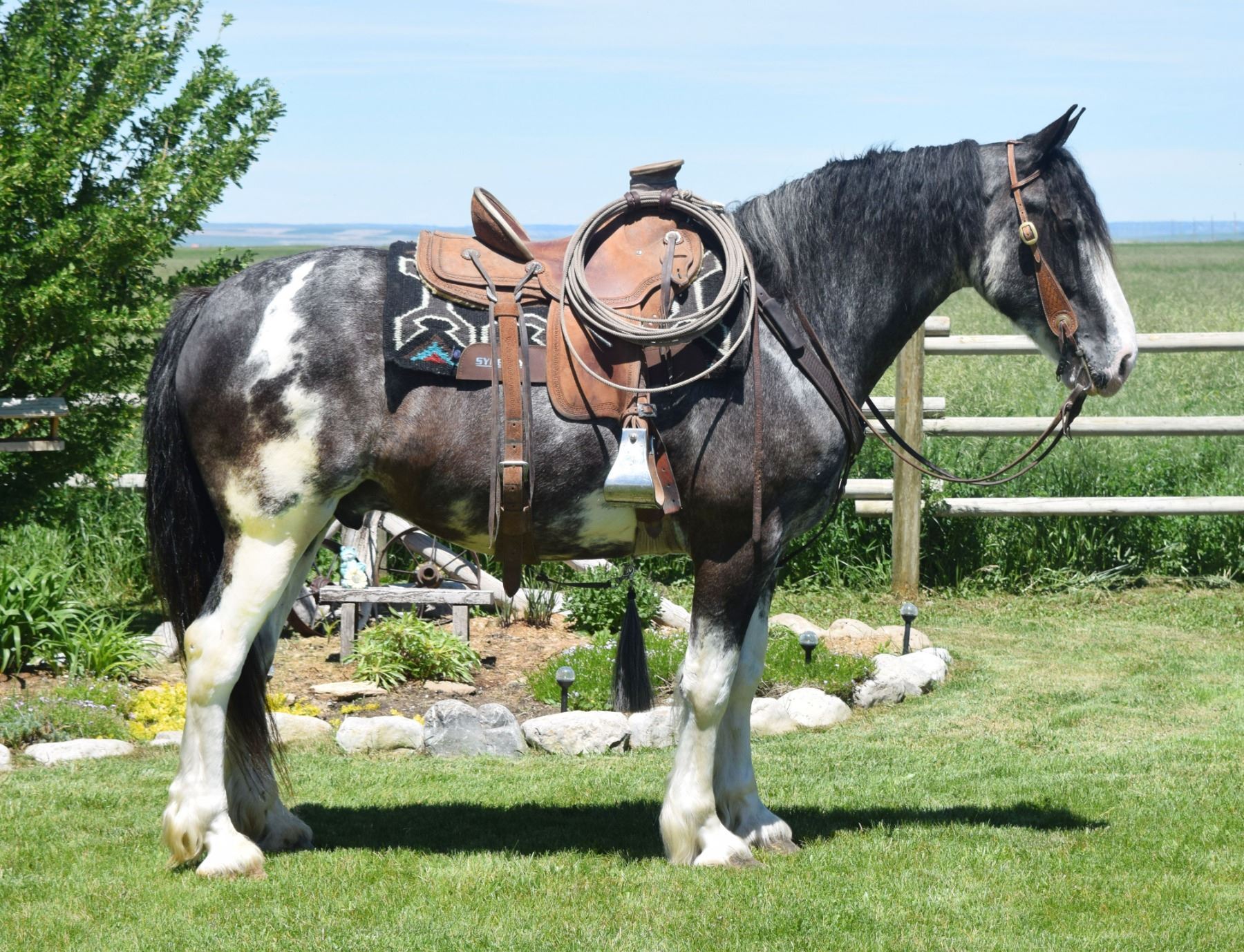 Tex 2017 Shire x Friesian Blue Roan Paint Gelding Frontier Live Sale