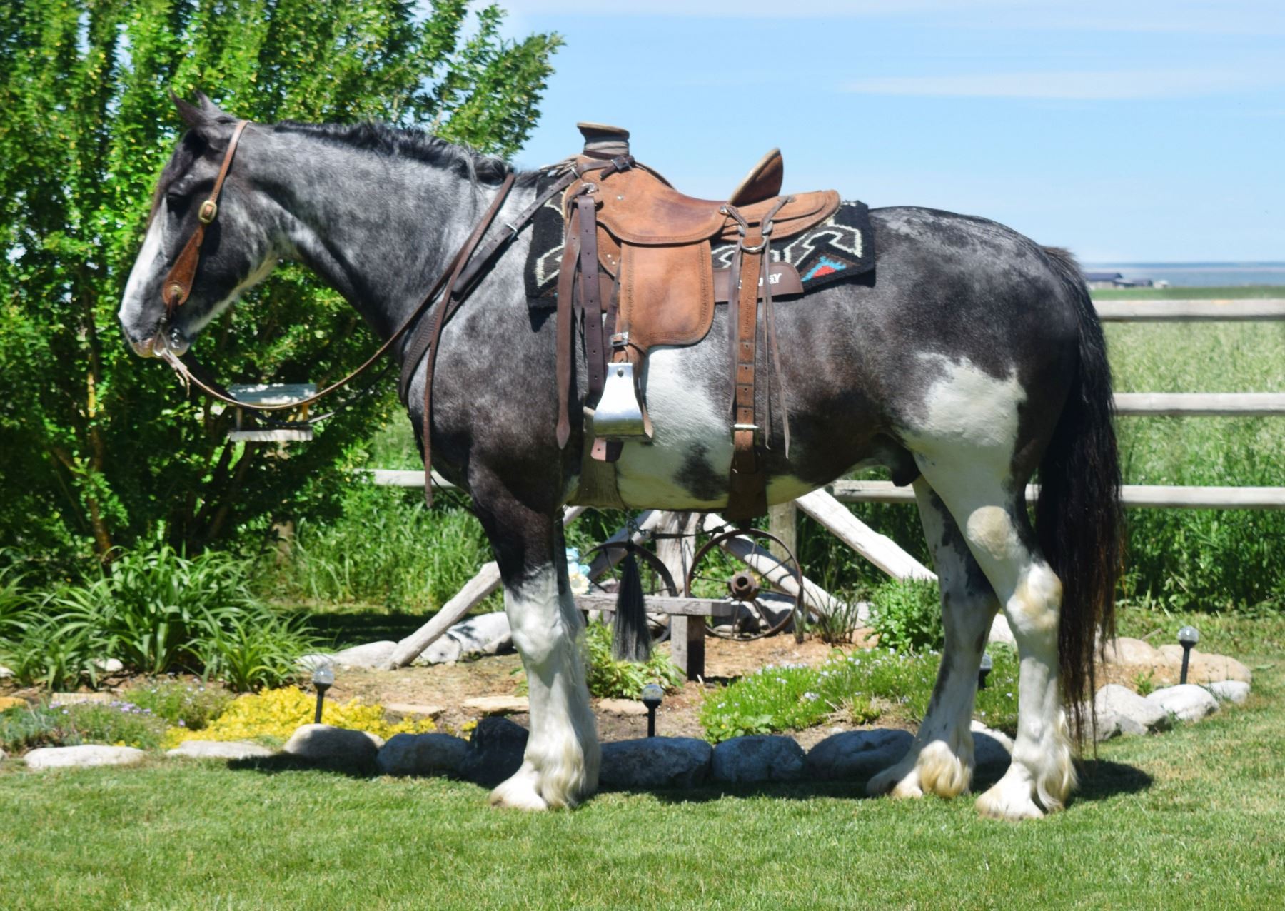 Tex 2017 Shire x Friesian Blue Roan Paint Gelding Frontier Live Sale