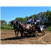Image 3 : Morgan - 2009 Percheron x QH Bay Roan Gelding