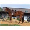 Image 1 : Sparkling Ginger - 2019 Friesian x Draft x Morgan Sorrel Mare