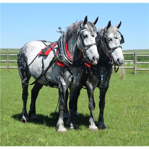 J.C.R. Lynda Hope - 2013 Percheron #310157 Grey Mare