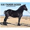Image 2 : J.C.R Royal Kate - 2015 Percheron #311551 Grey Mare