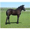 Image 1 : R.A.M.S. Lucky Charm - 2022 Percheron Grey Filly