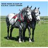 Image 2 : R.A.M.S. Lucky Charm - 2022 Percheron Grey Filly