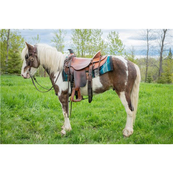 Gent - 2018 Pony X Brown & White Tobiano Gelding