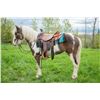 Image 1 : Gent - 2018 Pony X Brown & White Tobiano Gelding