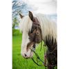 Image 2 : Gent - 2018 Pony X Brown & White Tobiano Gelding