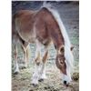 Image 1 : Gemnini's Impression of TOF (Gem) - 2011 Halflinger #31996-11 Palamino Mare