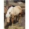 Image 1 : Cracker Jack - 2012 Halflinger x QH Palamino Gelding