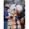 Image 2 : Cracker Jack - 2012 Halflinger x QH Palamino Gelding