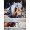 Image 3 : Cracker Jack - 2012 Halflinger x QH Palamino Gelding