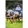 Image 4 : Cracker Jack - 2012 Halflinger x QH Palamino Gelding