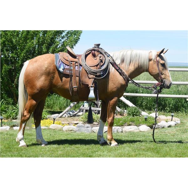 Dusty - 2018 QH Palamino Gelding