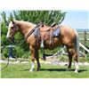 Image 2 : Dusty - 2018 QH Palamino Gelding